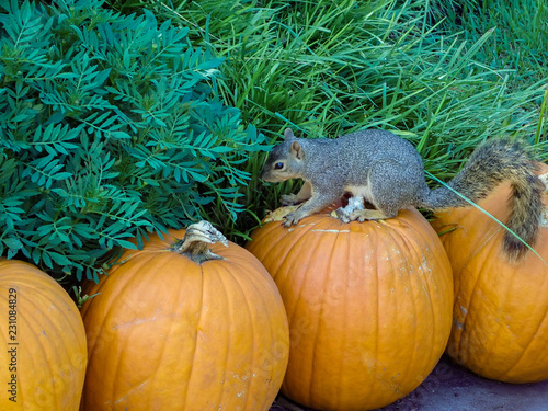 Squirrel eating a pumpkin photo