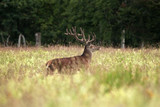  red deer, cervus elaphus, Czech republic