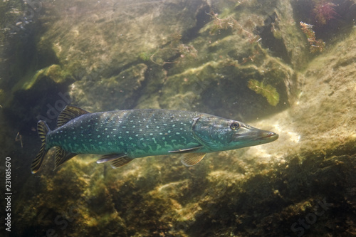 northern pike, esox lucius, czech dive