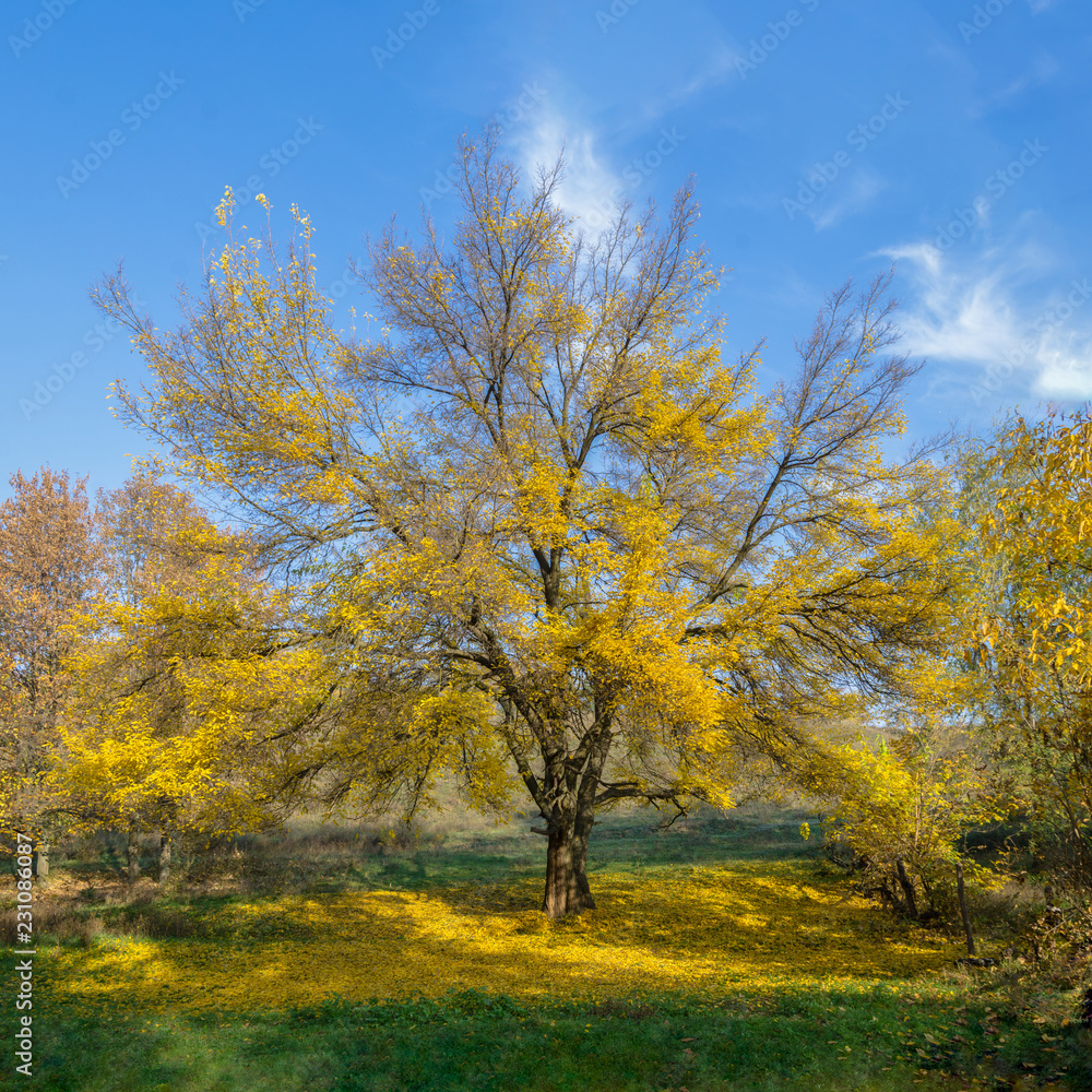 yellow tree in autumn