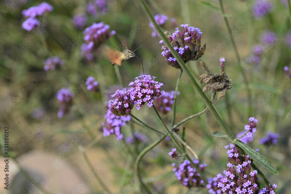 Bee honey in the flying insects Bee honey in the flying insects