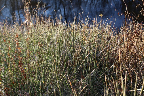 tall dry grass in the wind