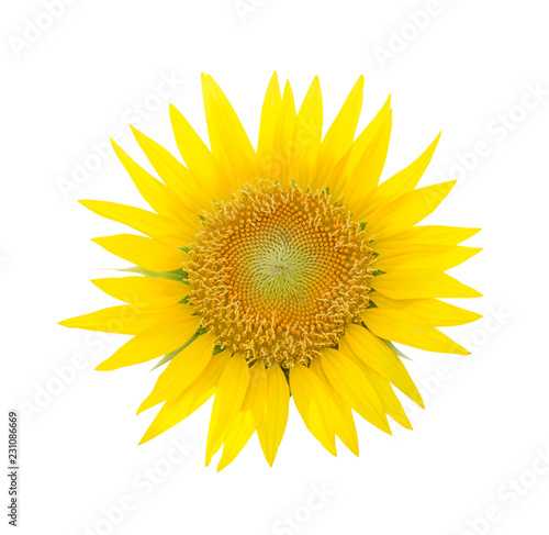 Fototapeta Naklejka Na Ścianę i Meble -  yellow sunflower isolated on white background