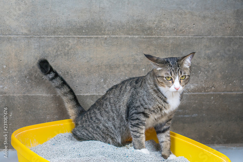 Fototapeta Naklejka Na Ścianę i Meble -  The excretion of cats is routine daily.