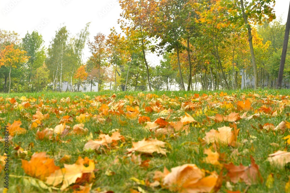 Fototapeta premium Autumn park landscape. Yellow autumn colors