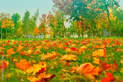 Autumn park with colorful young trees. Autumn natural background