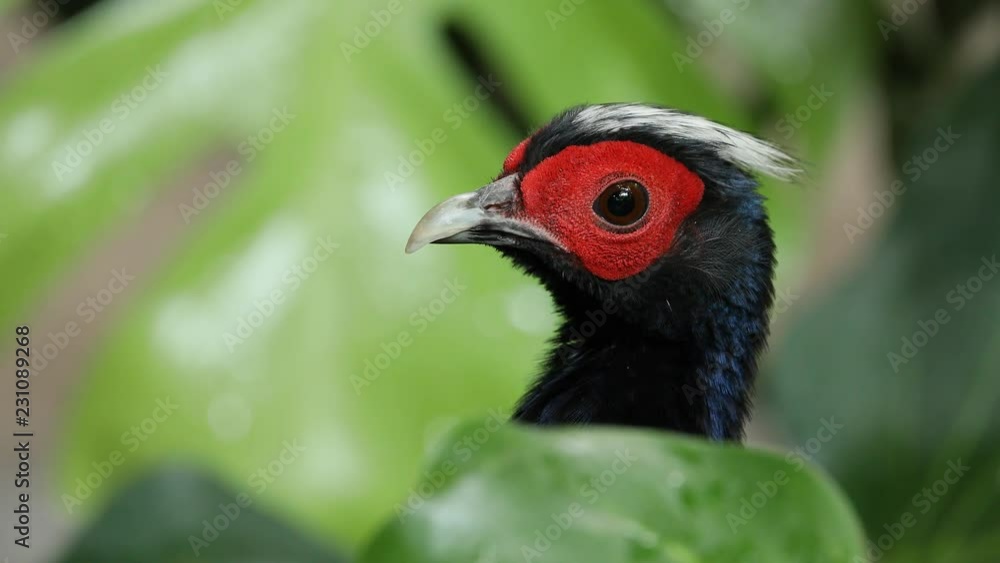 View of and Edwards's Pheasant face up close as it hides behind leaves and looks around.