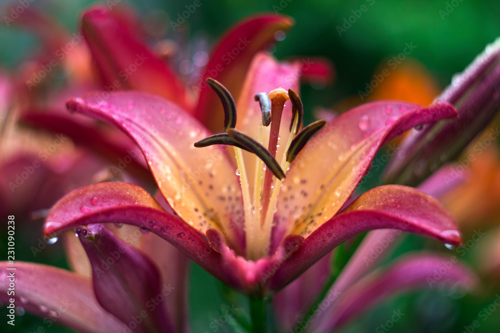 Pink lilies with drop blooming in the garden, beautiful flowers after the rain, background