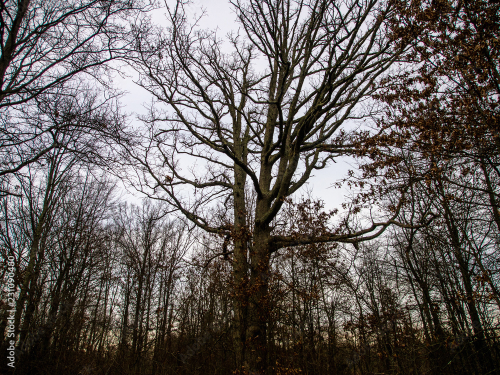 woodland with bare trees in winter woodland with bare trees in winter