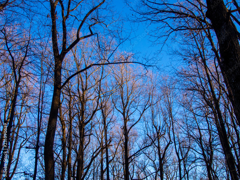 Fototapeta premium silhouetted trees in golden light on winter afternoon