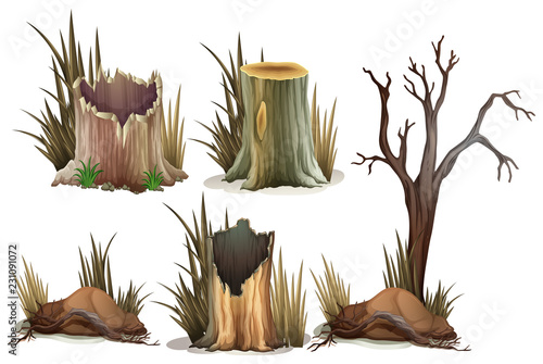 Different type of tree stump