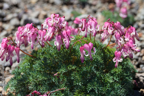 北アルプス・乗鞍岳のコマクサ