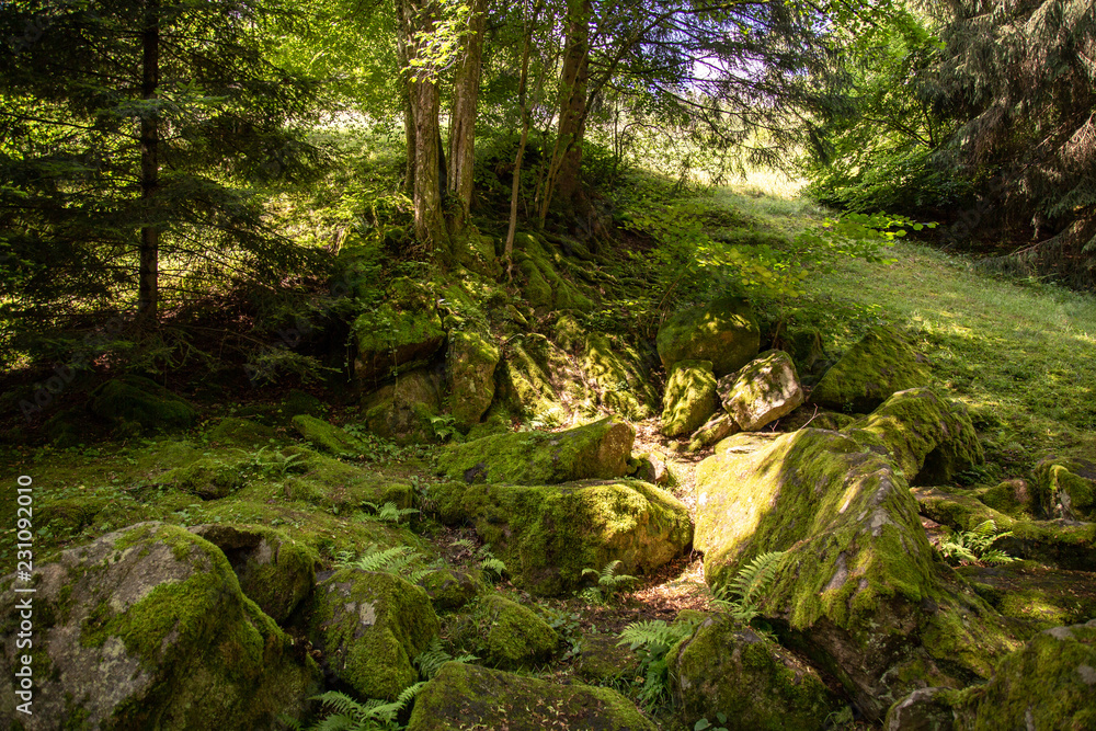 Fototapeta premium Parklandschaft 