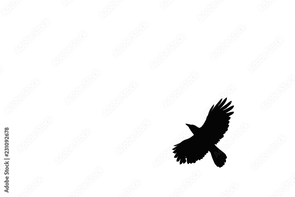 A photo of crows taken in flight on a white background A photo of crows taken in flight on a white background