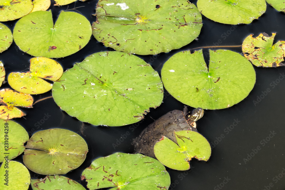 Lily Pads with Turtle Lily Pads with Turtle