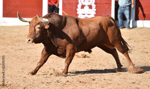 bull in spain