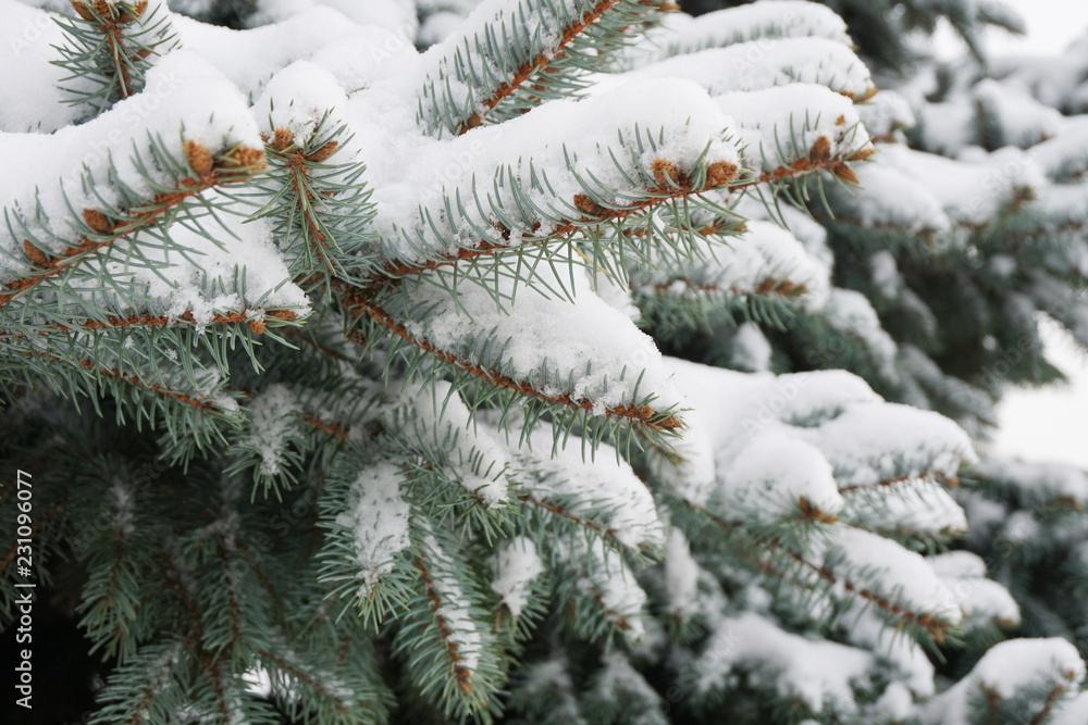 Blue Christmas tree in the snow. Winter season background. Blue Christmas tree in the snow. Winter season background.
