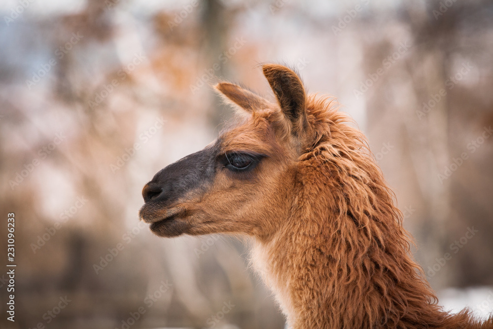 Fototapeta premium Cute brown Llama portrait
