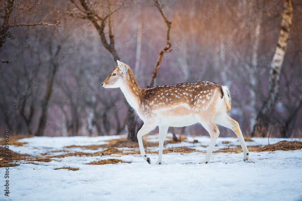 Little doe running through the forest in winter Little doe running through the forest in winter