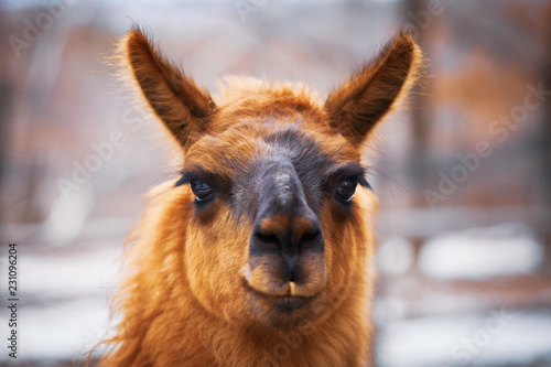 Cute brown Llama portrait