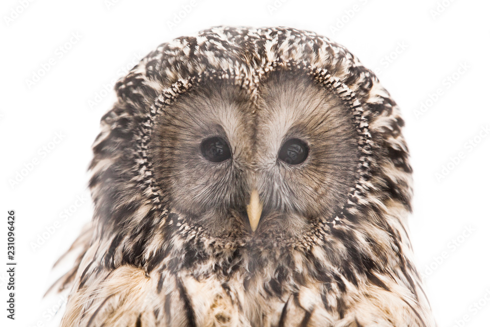 Fototapeta premium Beautiful owl isolated on white