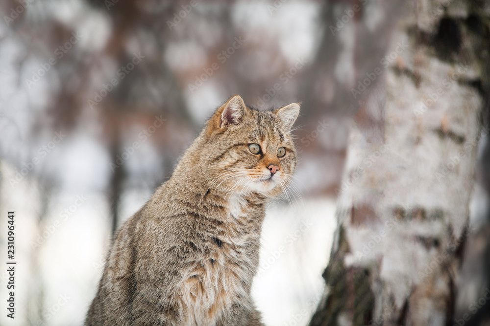 Beautiful wild cat in winter Beautiful wild cat in winter