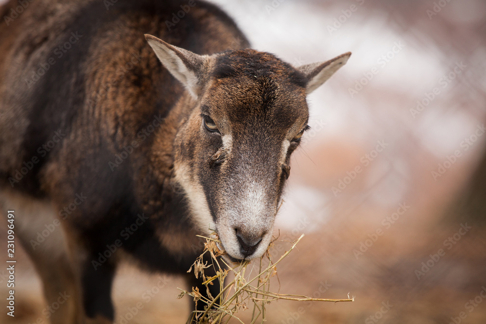 Cameroon sheep close range portrait Cameroon sheep close range portrait