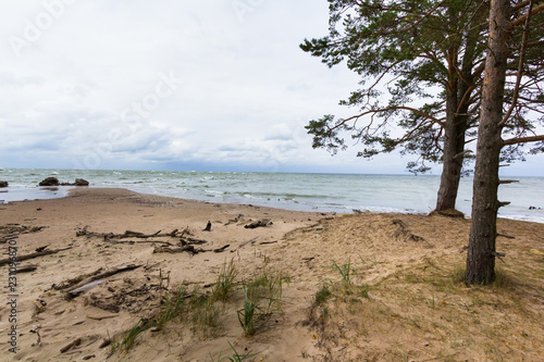 Baltic sea with driftwood on the beach