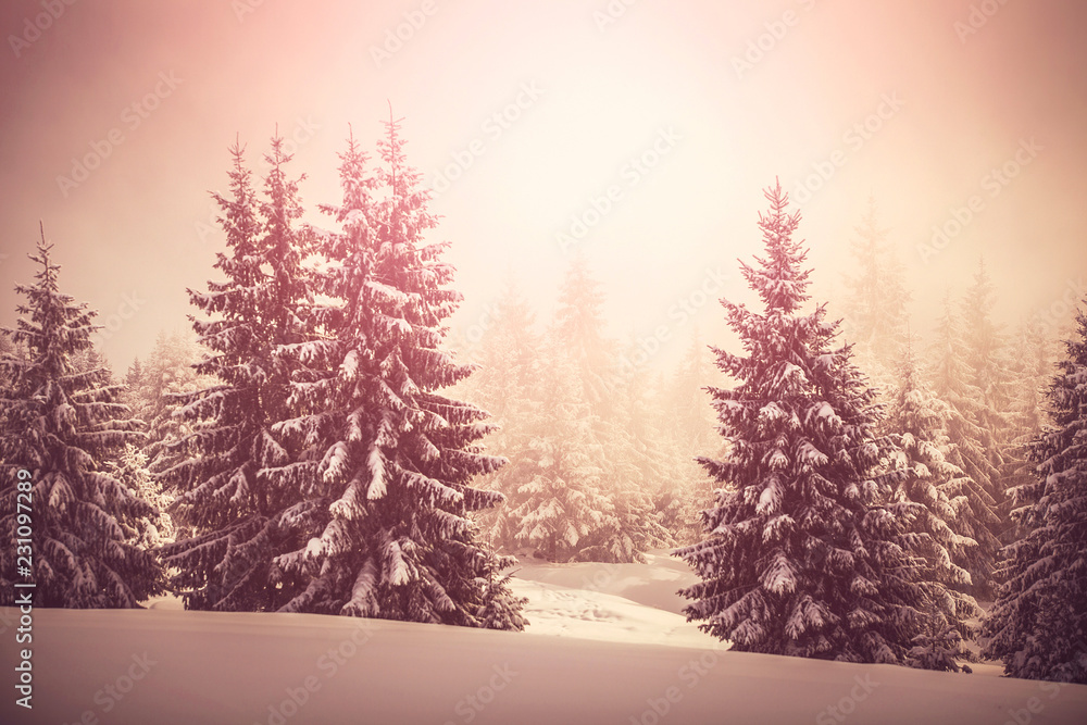 Beautiful fir tree and spruce winter landscape background Beautiful fir tree and spruce winter landscape background