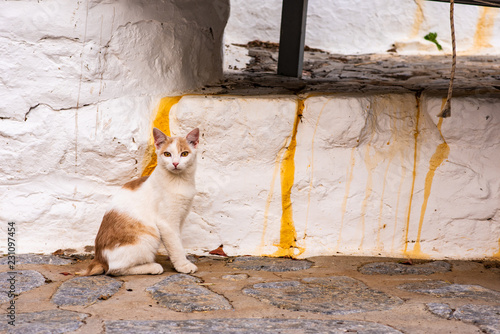 Fototapeta Naklejka Na Ścianę i Meble -  A beautiful wild, stray cat sits by a dirty white wall on the back streets of the enchanting Greek Island of Hydra. Yellow and orange corrosion matches the cat's fur.