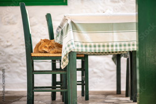 Fototapeta Naklejka Na Ścianę i Meble -  A beautiful wild, stray cat resting on a green wicker chair at a cafe or taverna, on the enchanting Greek Island of Hydra.