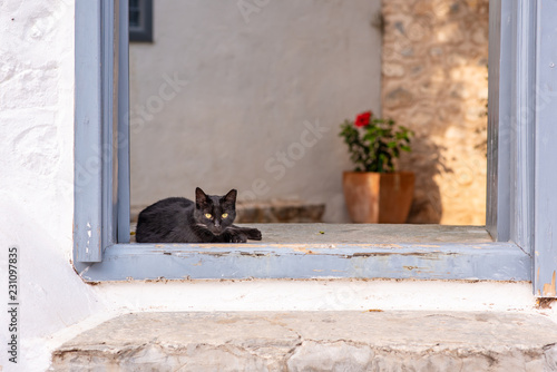 Photography A beautiful wild, stray cat resting in a colorful doorway on the enchanting Greek Island of Hydra