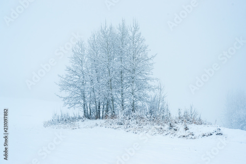 Aspen Clone in First Snow