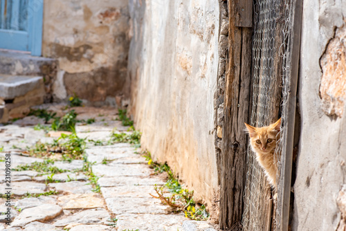 Fototapeta Naklejka Na Ścianę i Meble -  A stunningly beautiful wild, stray kitten peeking through the wooden door of an abandoned building, on the enchanting Greek Island of Hydra.