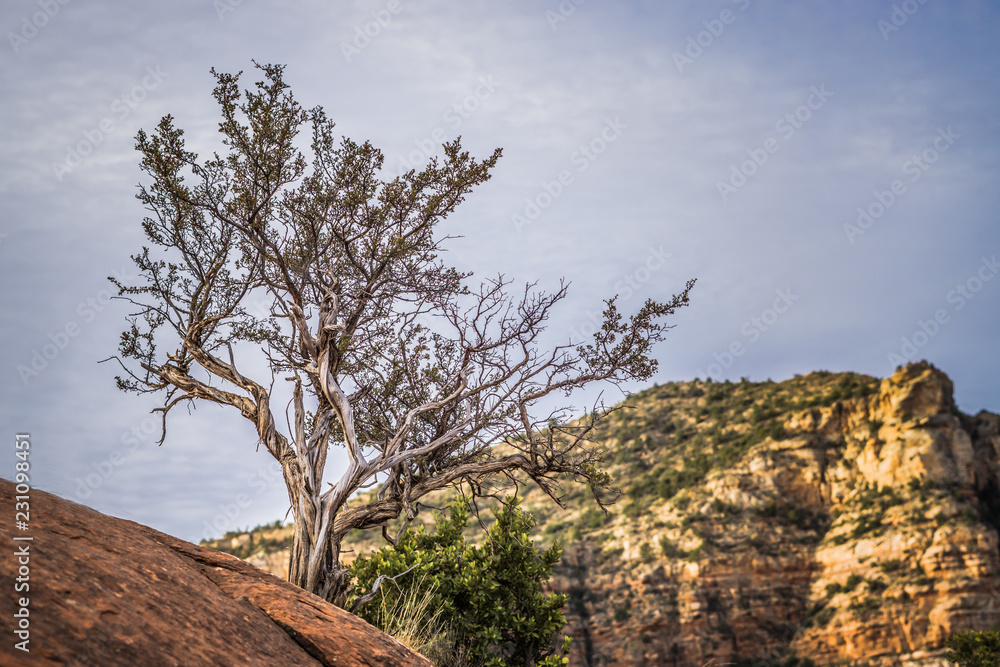 tree in desert