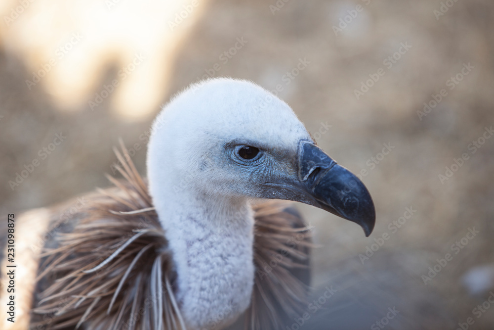 Griffon Vulture or Gyps fulvus perched Griffon Vulture or Gyps fulvus perched