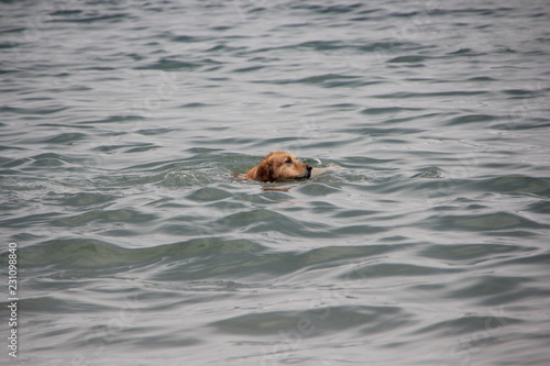 Swimming dog