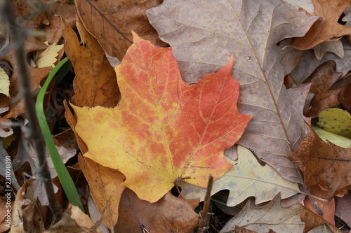 Fall leaves layered atop each other