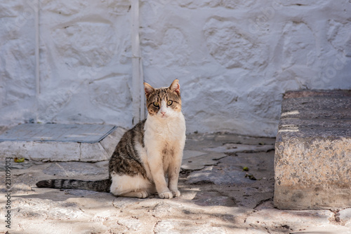Fototapeta Naklejka Na Ścianę i Meble -  A beautiful wild, stray cat posing for the camera on the enchanting Greek Island of Hydra.