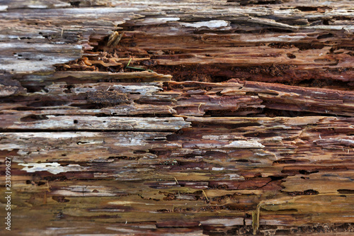 Old Rotten Wood