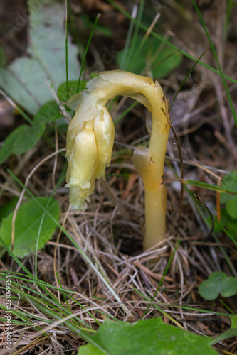 Alpine flower Monotropa hypophegea, Aosta valley, Italy. This kind of plants does not contain chlorophyll. photo