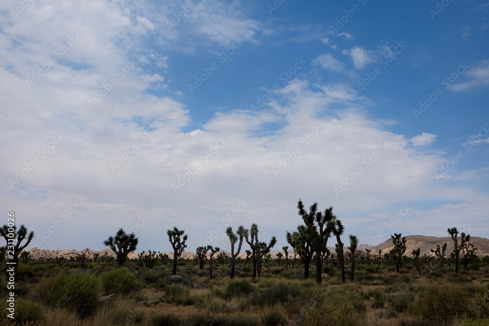 Desert of Trees