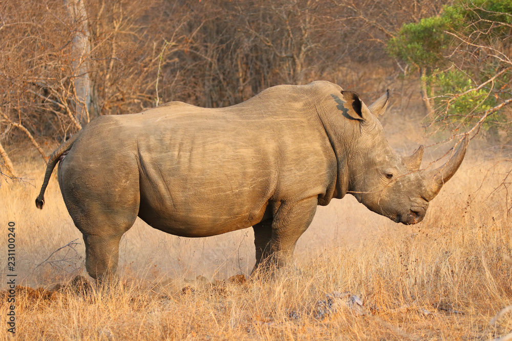 The white rhino male in Kruger National Park The white rhino male in Kruger National Park