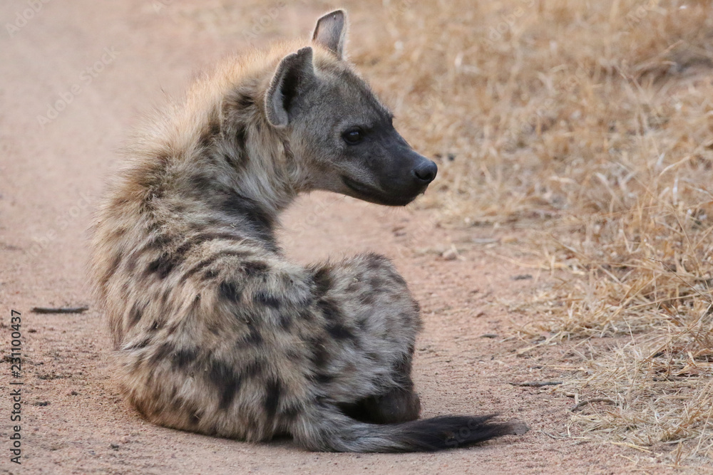 Spotted hyena in Kruger National Park Spotted hyena in Kruger National Park
