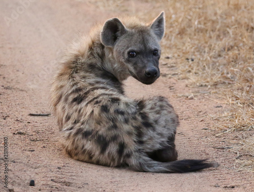 Spotted hyena in Kruger National Park