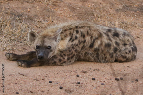 Spotted hyena in Kruger National Park © Leonard Zhukovsky