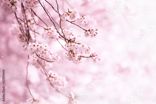 Fototapeta Cherry blossom in full bloom. Cherry flowers in small clusters on a cherry tree branch. Shallow depth of field. Focus on center flower cluster.