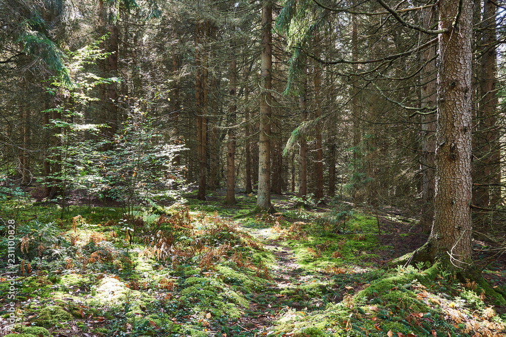 Fototapeta premium A small path leading through a coniferous forest in Pennsylvania. Moss covers the ground, with speckled sunlight spotting the trees.