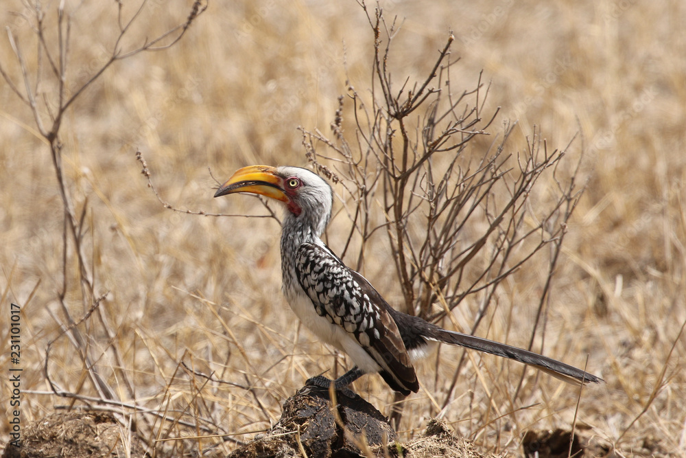 Obraz premium Yellow - billed hornbill in Kruger National Park