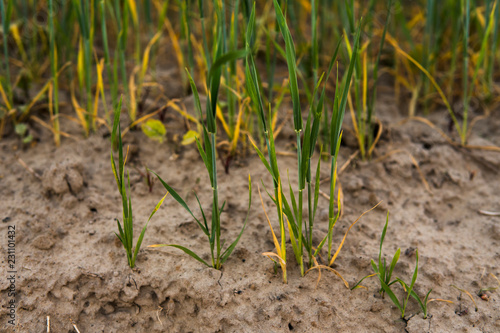 Green sprouting rye growing from the soil agricultural field in spring.